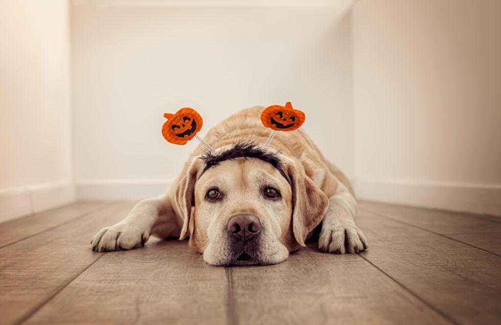 a dog lying on the floor nervously, wearing a Halloween headband, showcasing the importance of Halloween pet safety