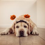 Keeping Your Dog or Cat Safe During the Spooky Season