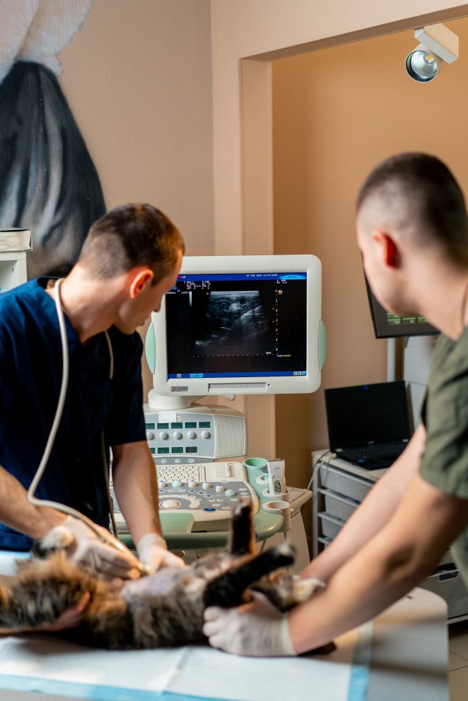 veterinarians using an ultrasound to examine a cat prior to veterinary surgery