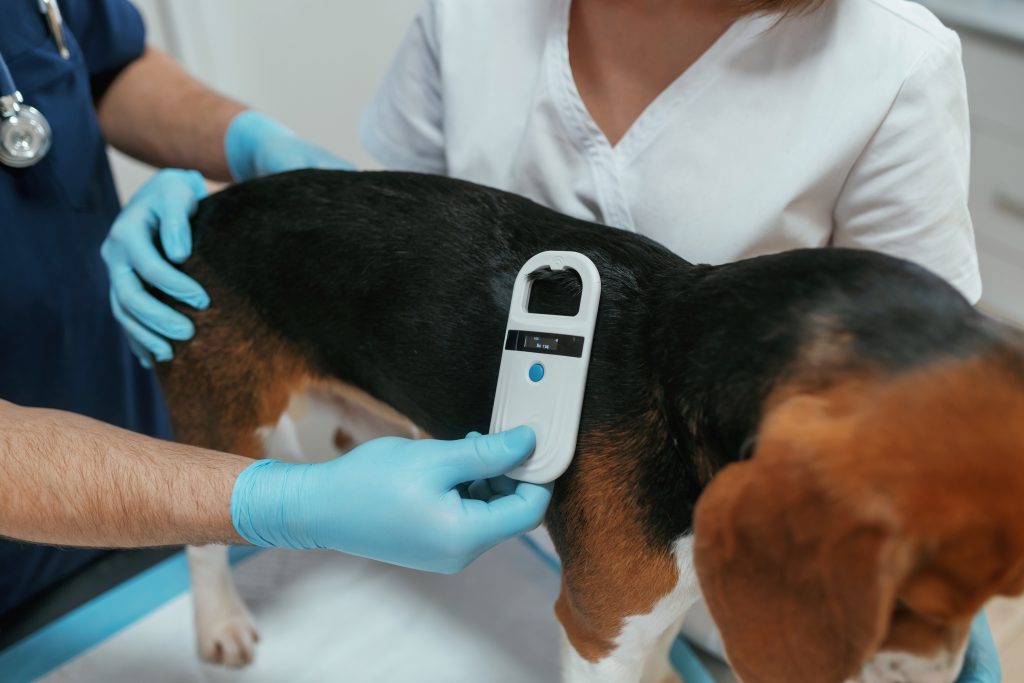 veterinarian scanning dog for microchip to show how they check for signs of pet microchipping