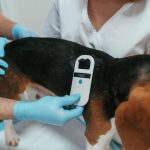 Microchipping Your Pet is the Smartest Decision This Fall