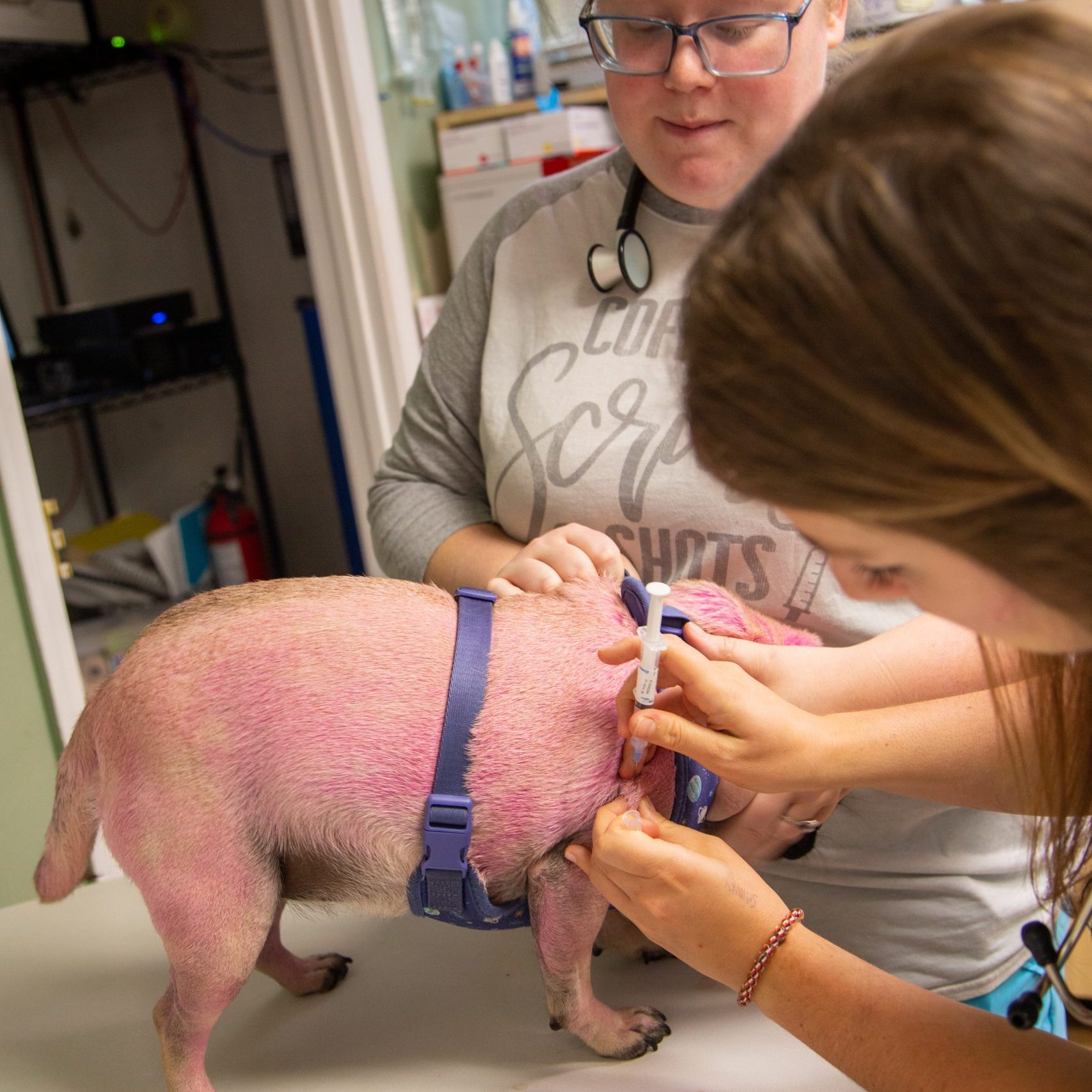Pet Vaccinations ROanoke