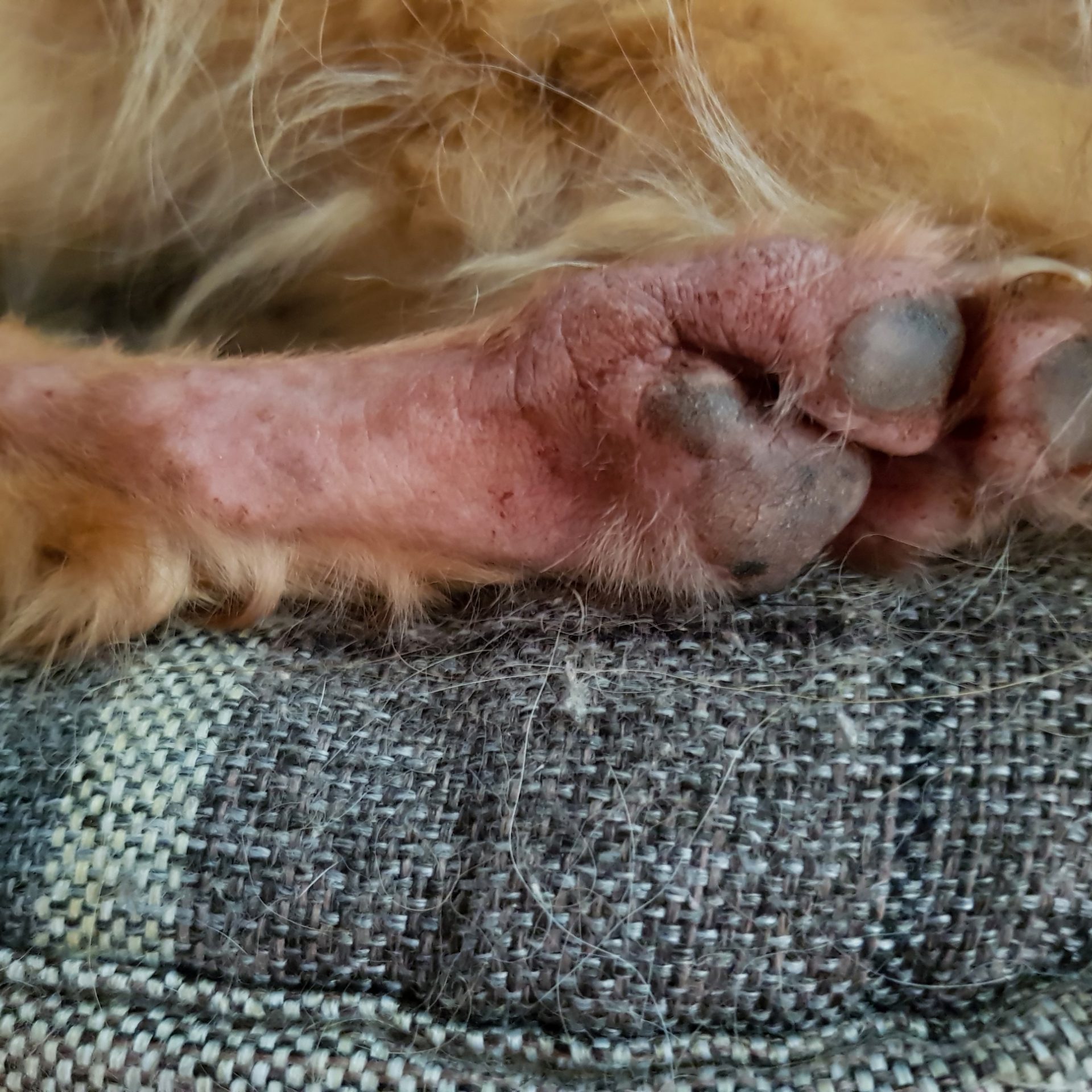 treating allergies in pets in SWVA.